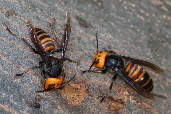 Гигантский азиатский шершень (Vespa mandarinia)