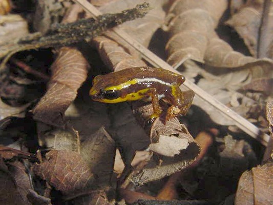 Кубинский карлик (свистун) (Eleutherodactylus limbatus)