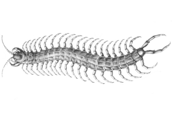 Scolopendra alternans