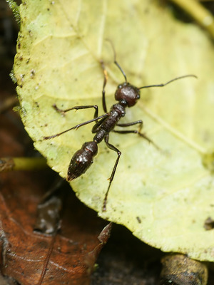 Муравей-пуля (Paraponera clavata)