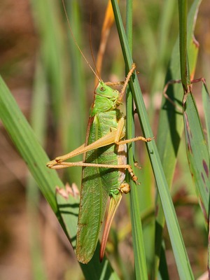 Зелёный кузнечик (Tettigonia viridissima)