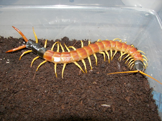 Scolopendra heros