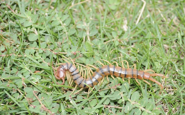 Scolopendra polymorpha 