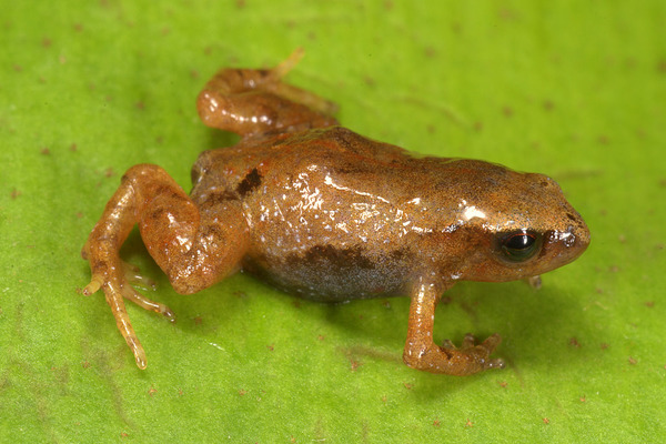 Ноблелла карликовая (Noblella pygmaea)