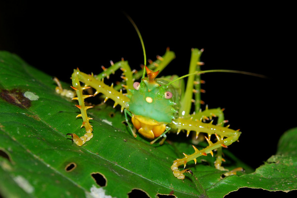 Иглистый дьявол (Panacanthus cuspidatus)