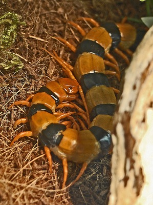 Scolopendra hardwickei