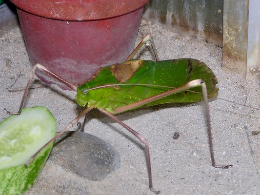 Гигантский длинноногий кузнечик (Arachnacris corporalis)