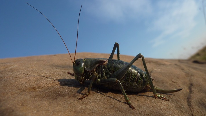 Кузнечик-мормон (Anabrus simplex)