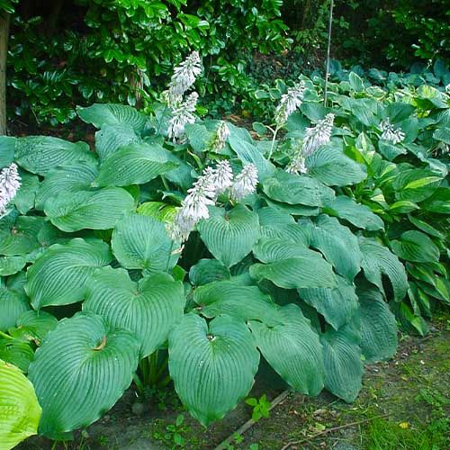 Blue angel hosta seeds buy