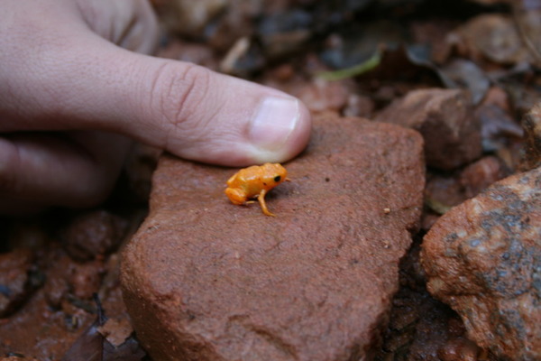 Седлоносная жаба (Brachycephalus ephippium)