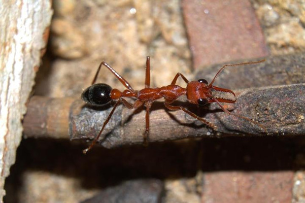 Myrmecia brevinoda