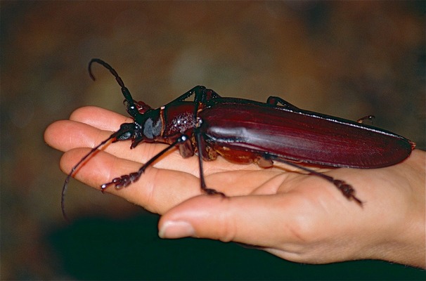 Дровосек-титан (Titanus giganteus)