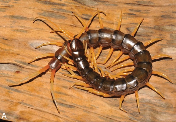 Scolopendra cataracta