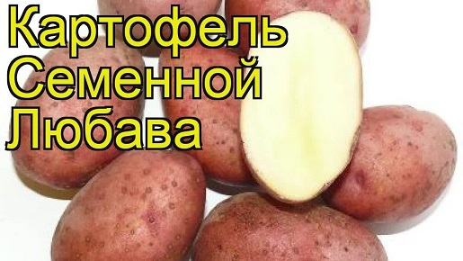 Любава