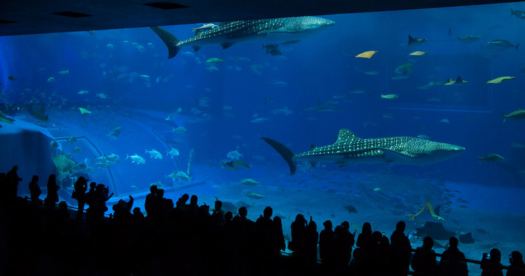 Churaumi Aquarium, Мотобу, Япония