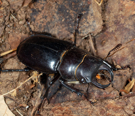 Жук-олень (Lucanus cervus)