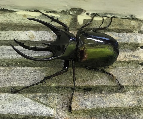 Дупляк Атлас (Chalcosoma atlas)