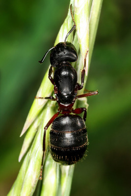 Красногрудый муравей-древоточец (Camponotus herculeanus)