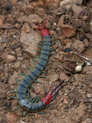 Scolopendra subspinipes