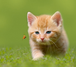 15 самых умных пород кошек