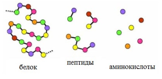 схема: белок - аминокислота